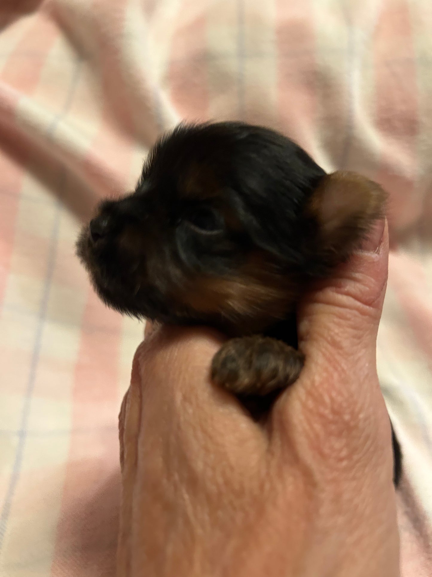 Zoe - Available