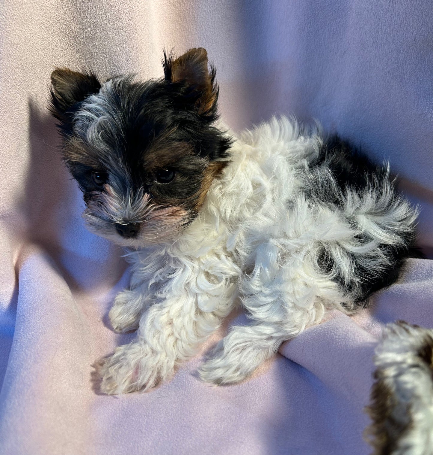 Baby Lilly - Available