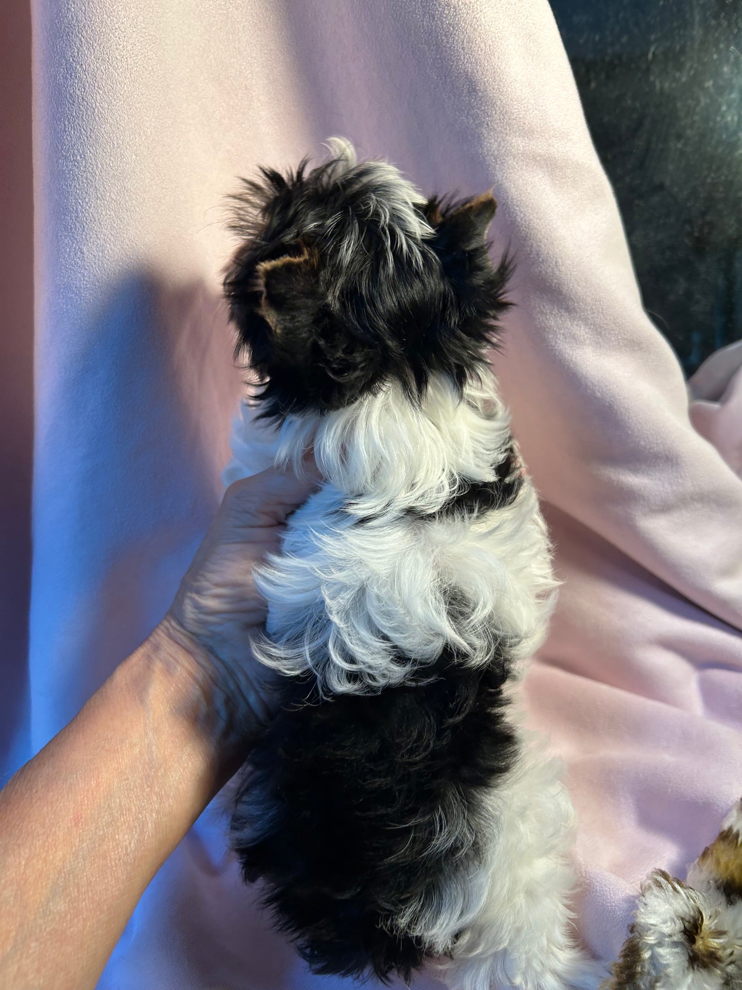 Baby Lilly - Available
