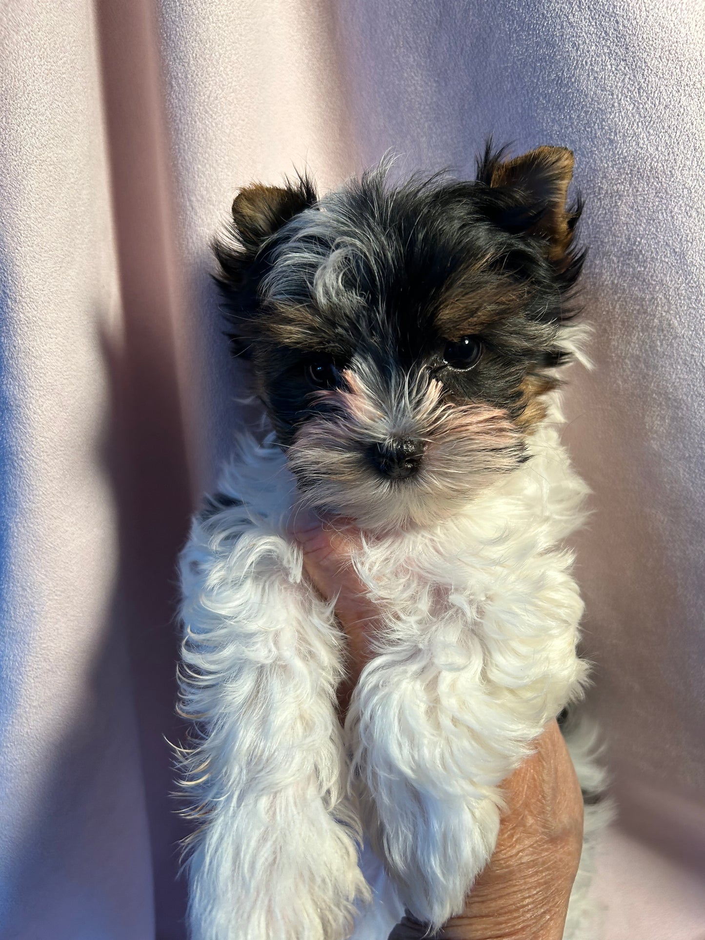Baby Lilly - Available