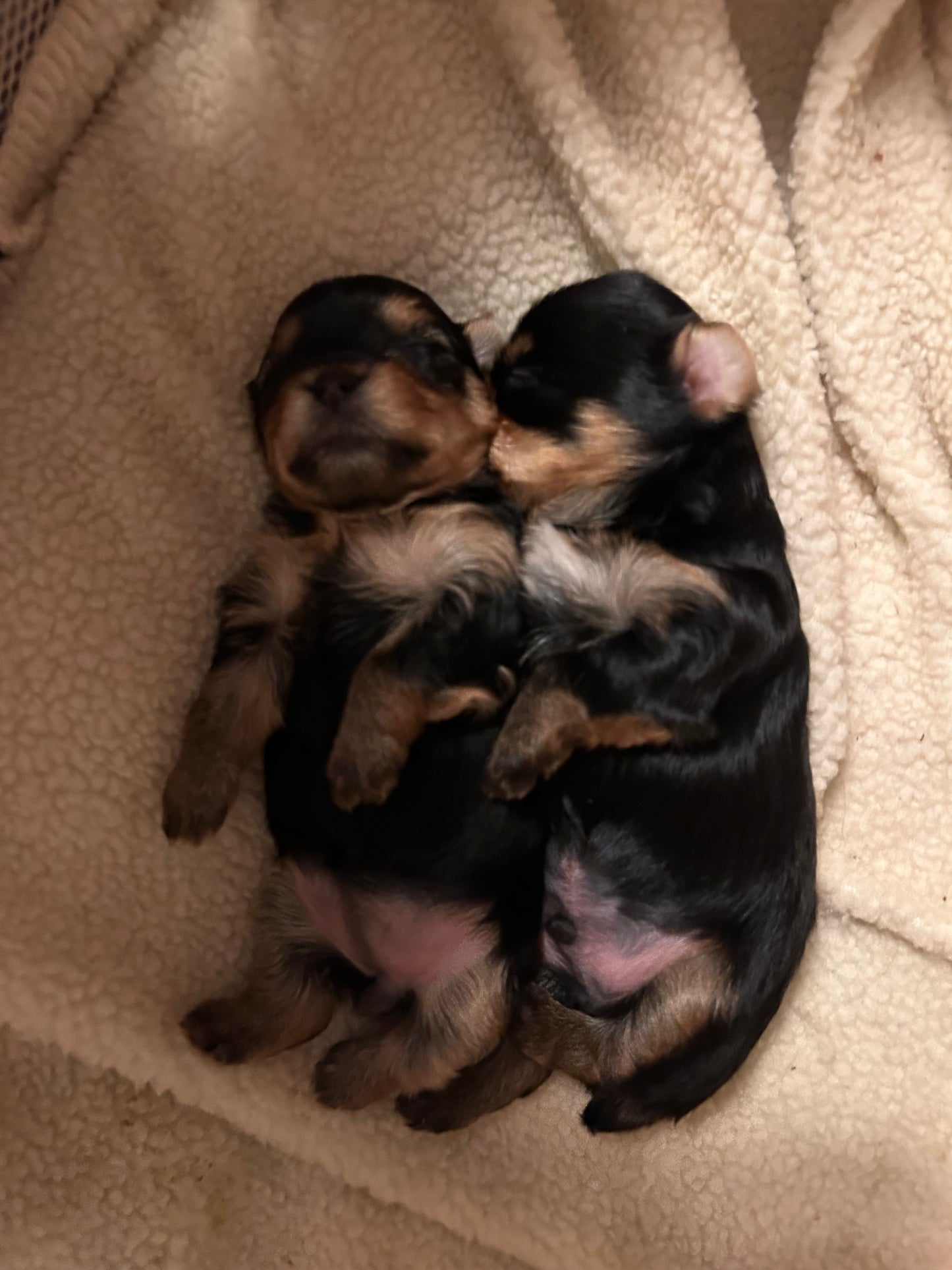 Lil Panda Jr - Adopted