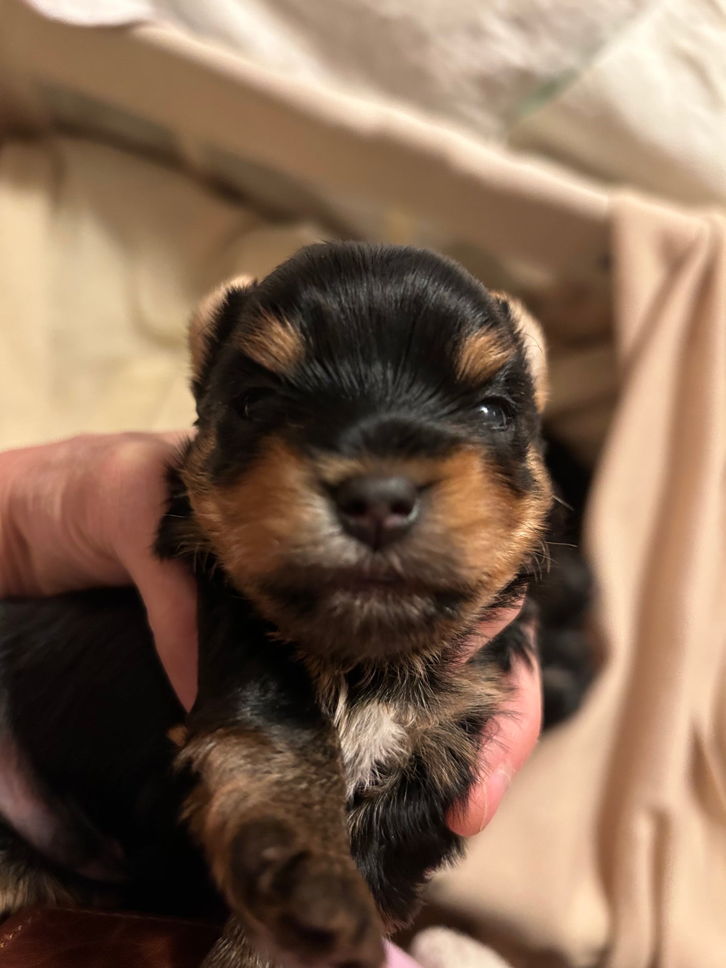 Lil Panda Jr - Adopted