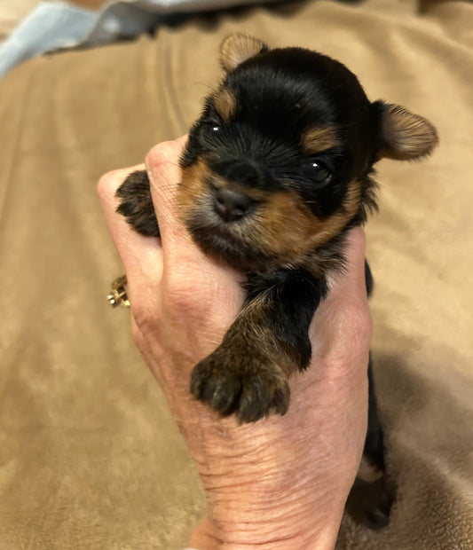 Lil Panda Jr - Adopted