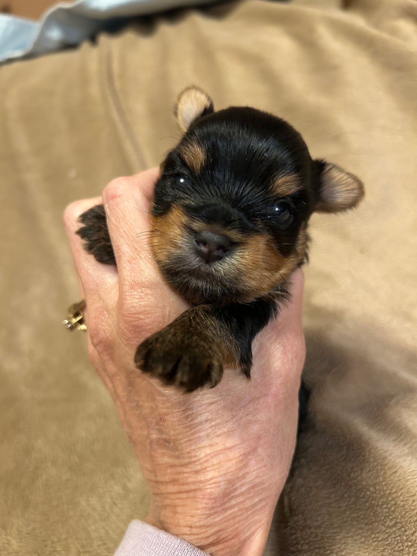 Lil Panda Jr - Adopted