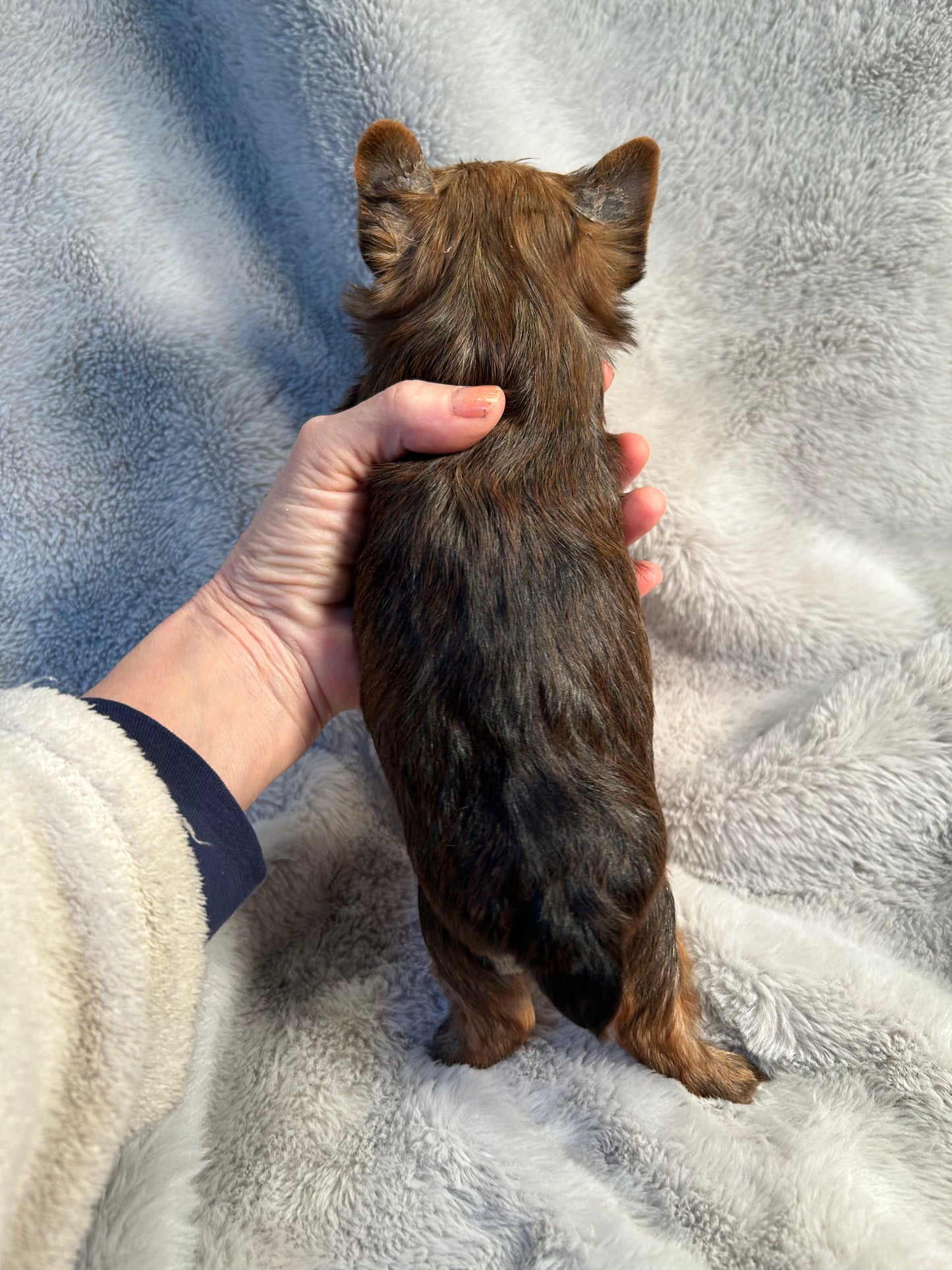 Baby Riley- Available