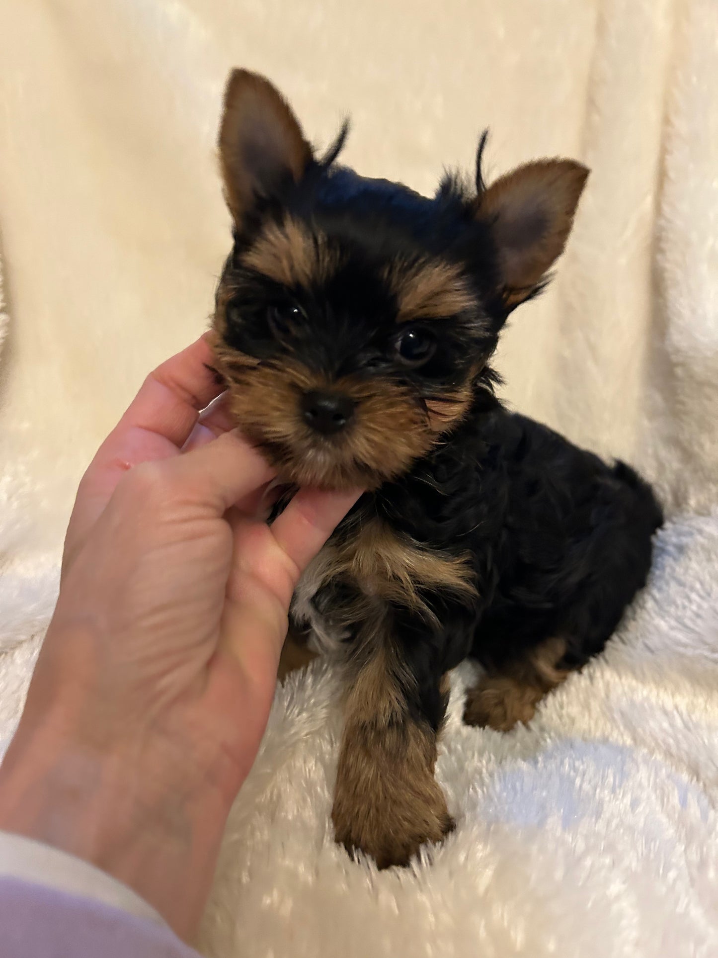 Filpper (Female) - Available