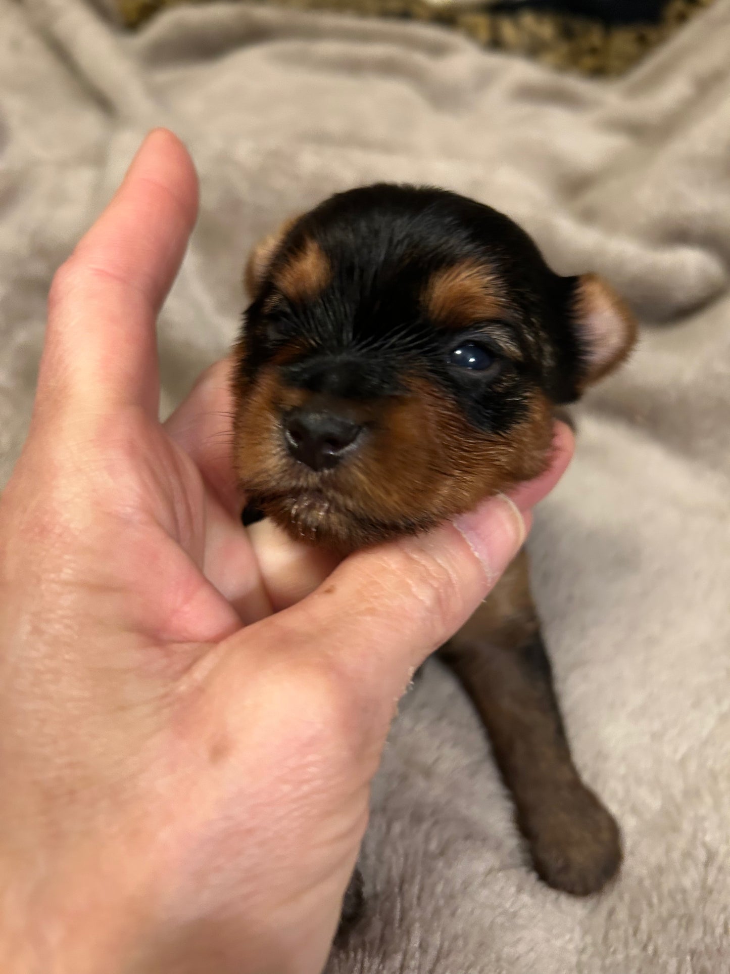 Logan - Adopted