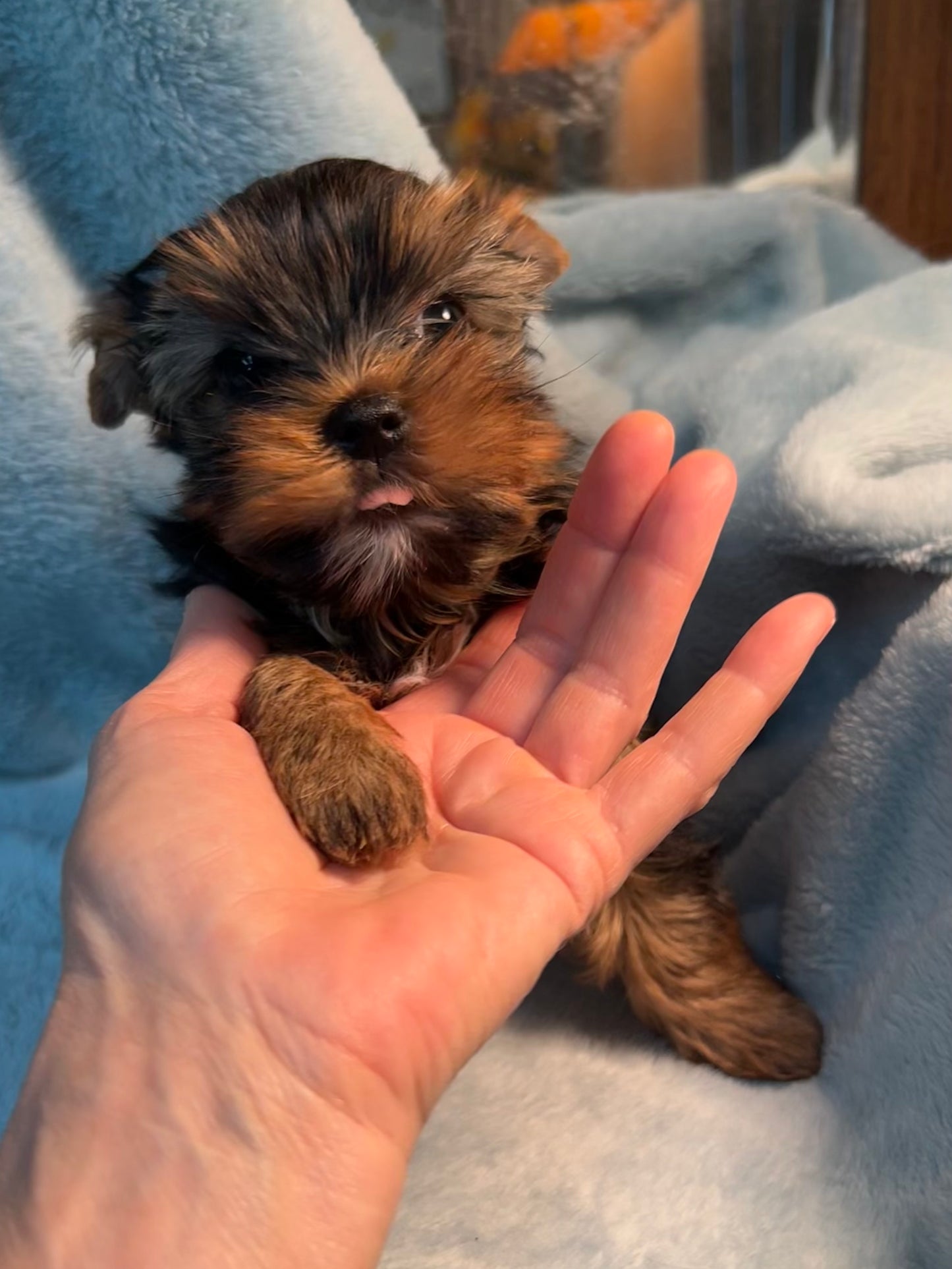 River (Boy) - Available