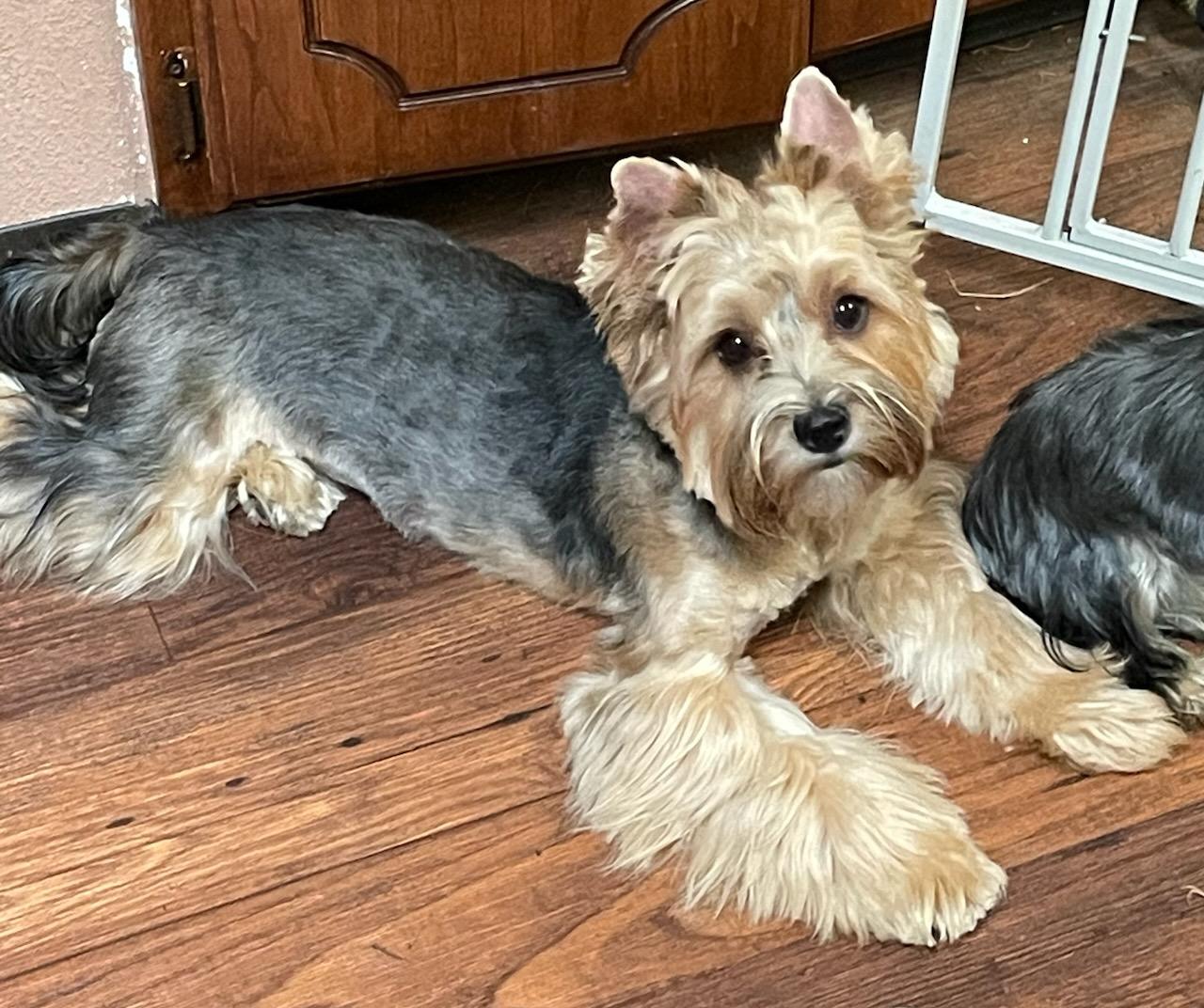 Copper - Adopted