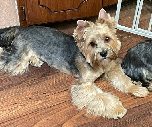 Copper - Adopted