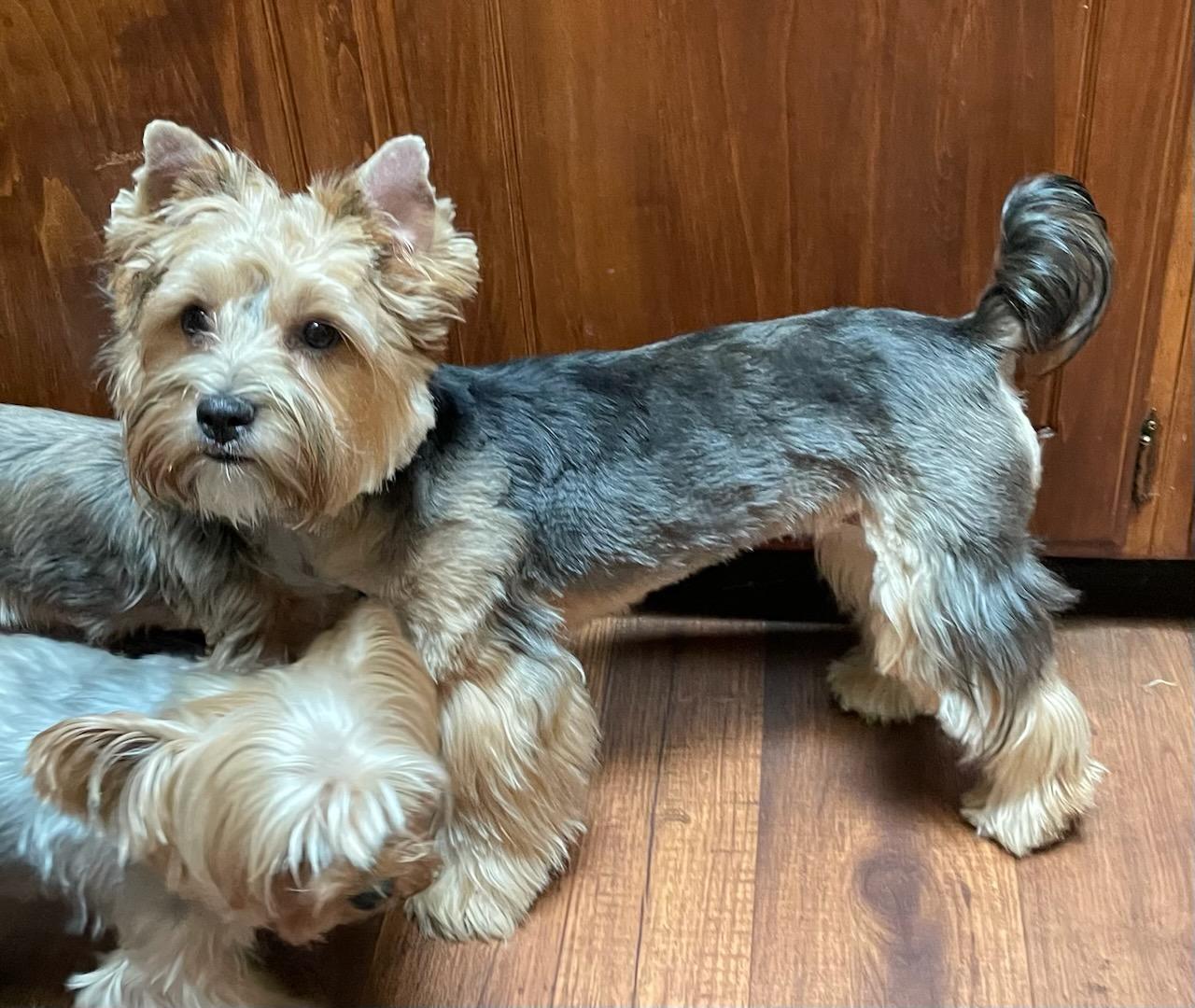 Copper - Adopted