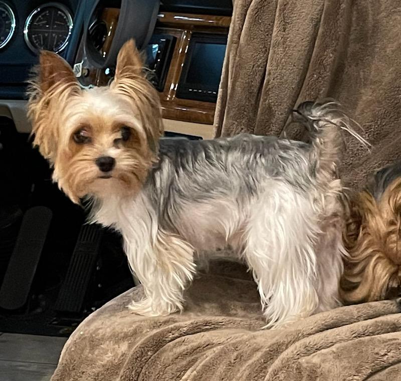 Orkie - Adopted