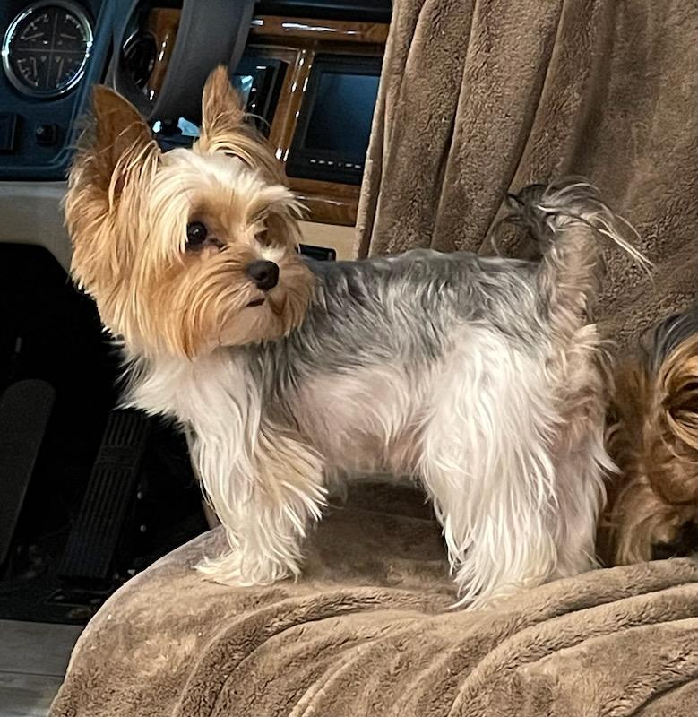 Orkie - Adopted