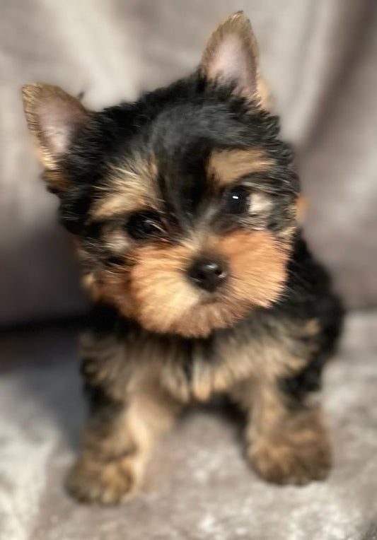 Penny - Adopted