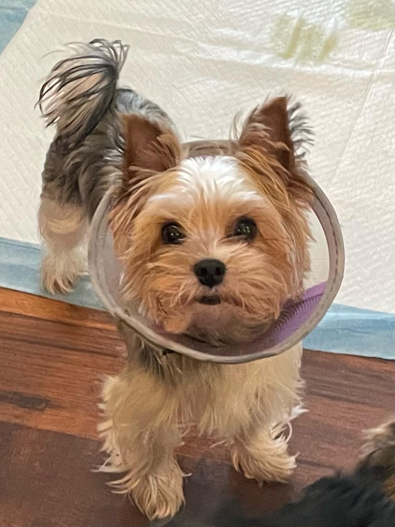 Orkie - Adopted