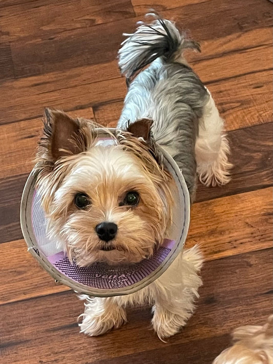 Orkie - Adopted