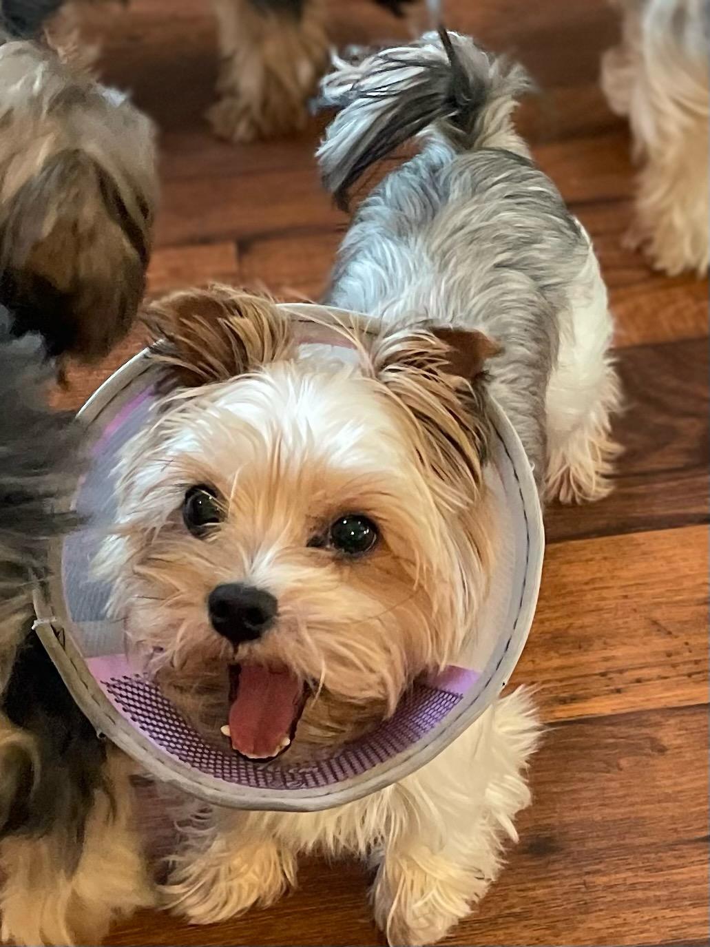 Orkie - Adopted