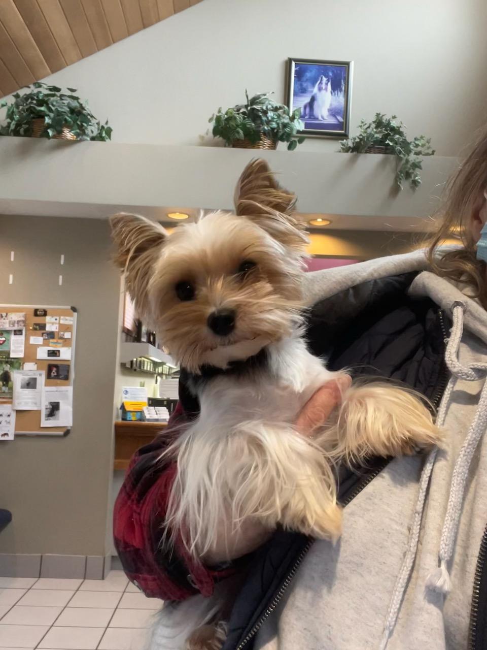 Orkie - Adopted
