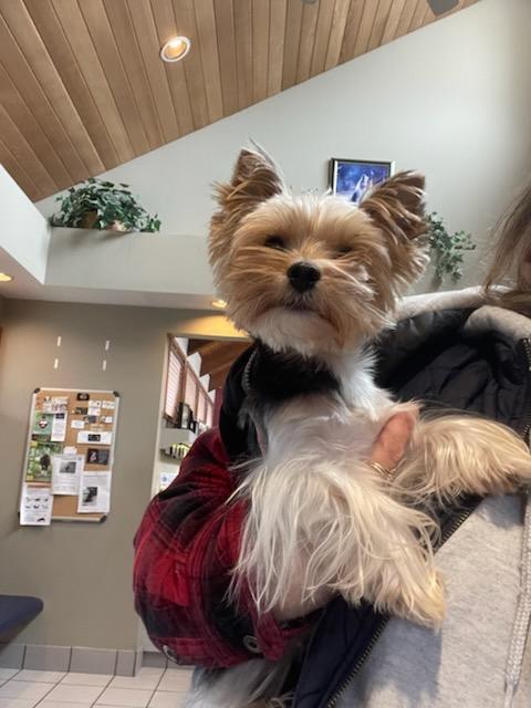 Orkie - Adopted