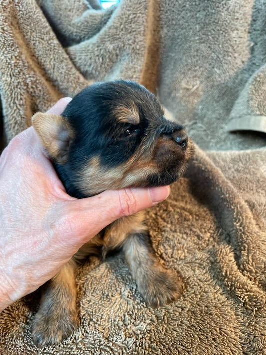 Thomas - Adopted