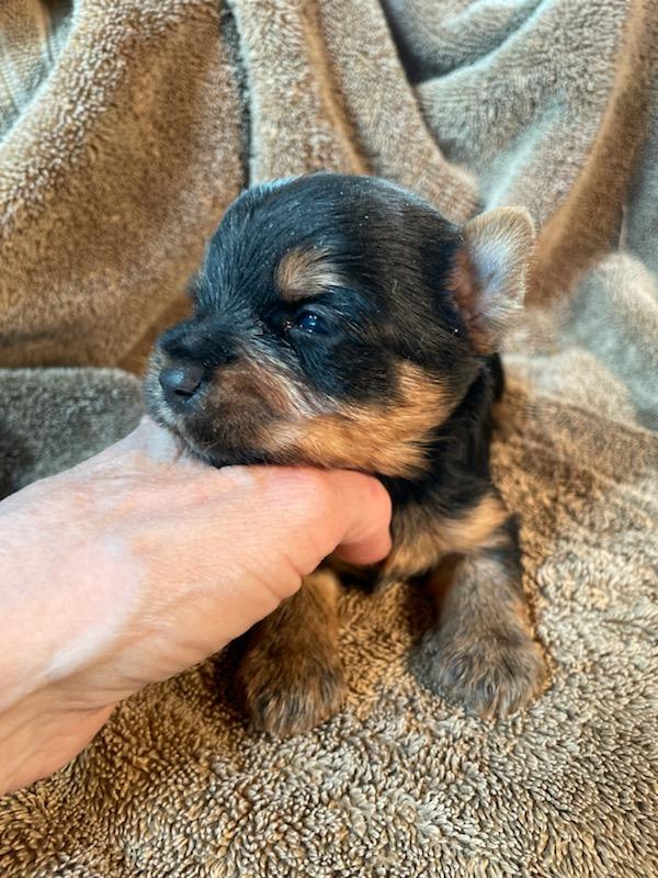 Thomas - Adopted