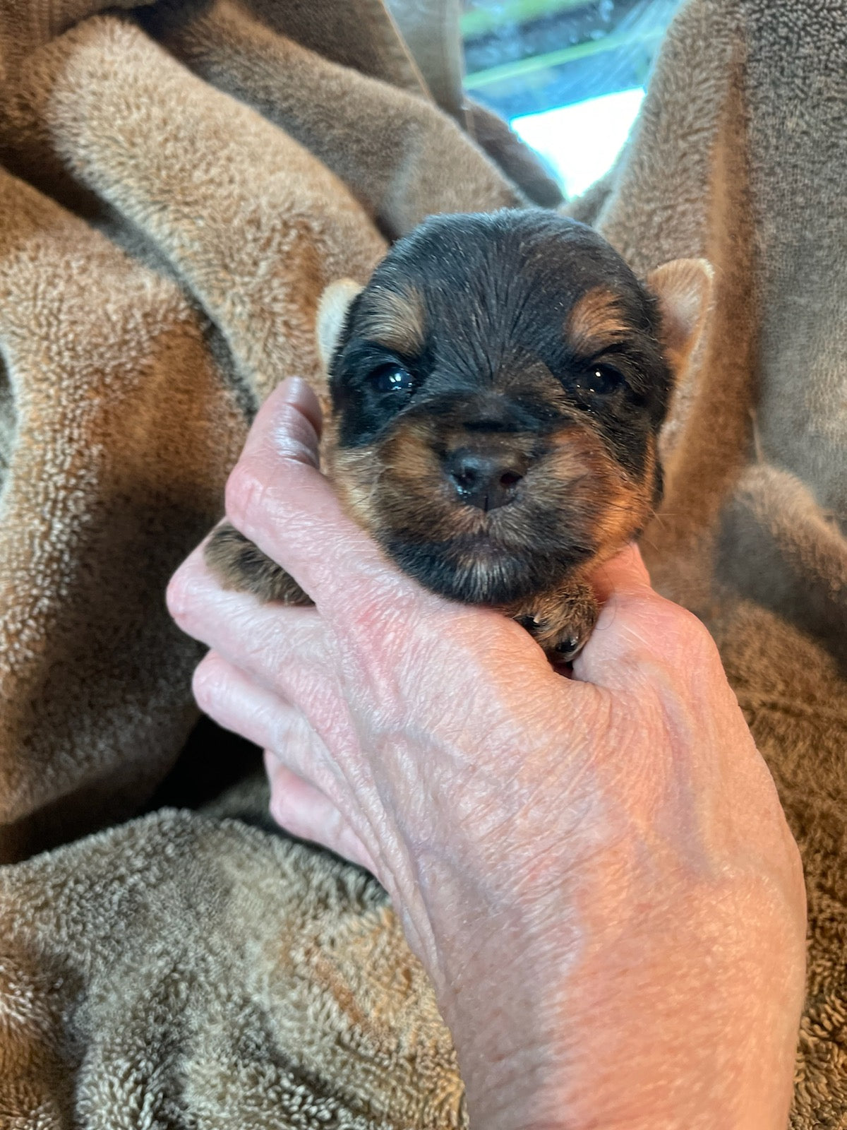 Thomas - Adopted