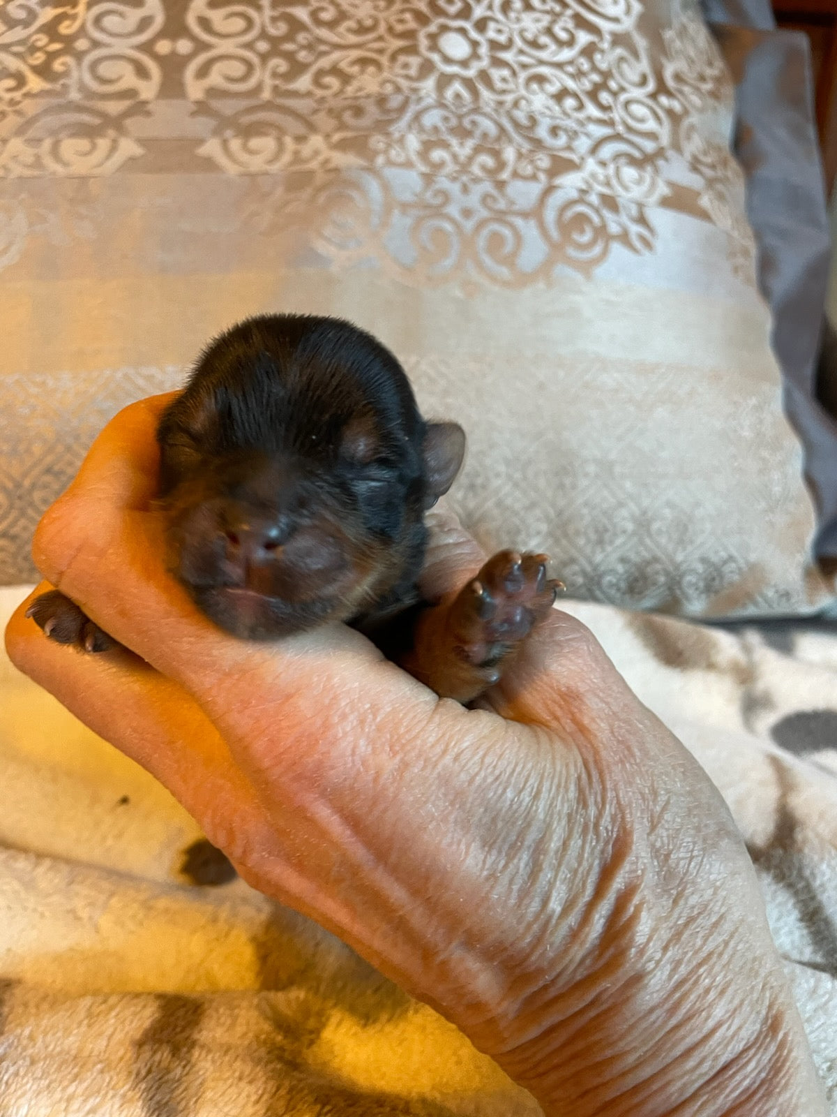 Thomas - Adopted