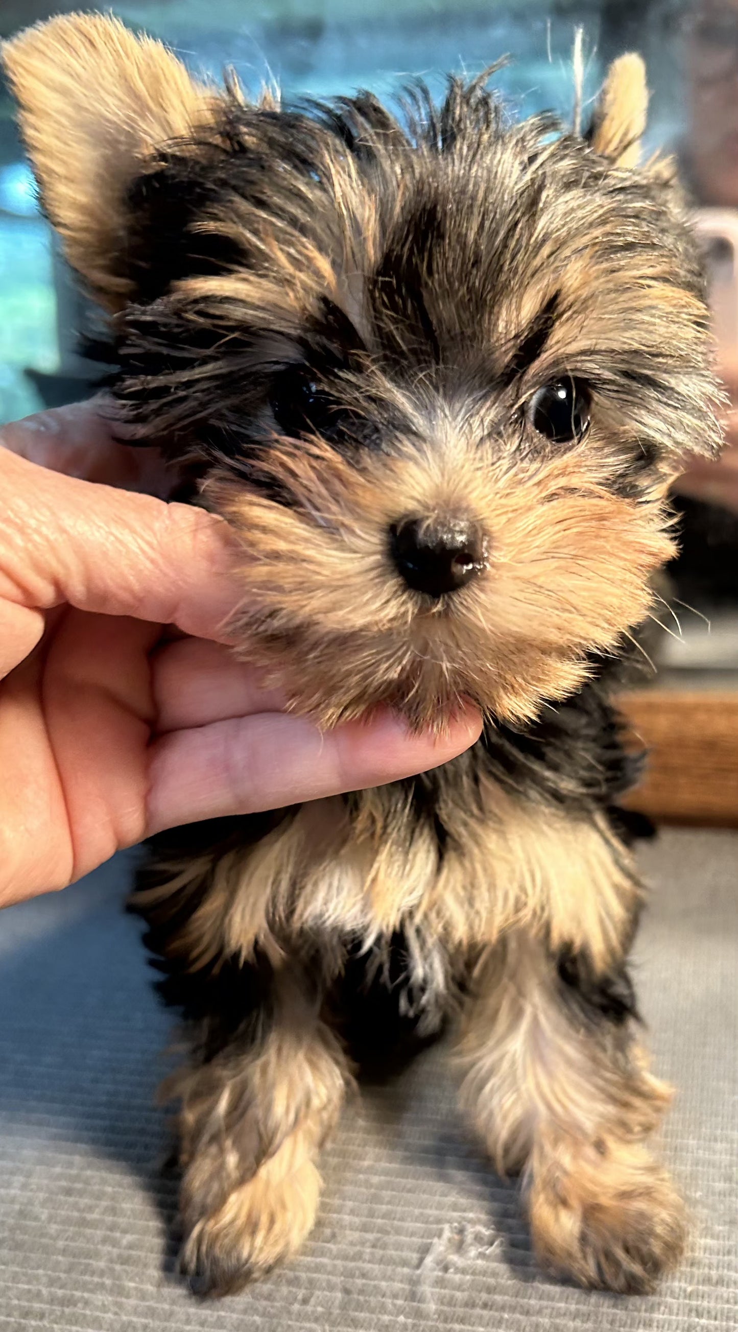 Tinker Bell - Adopted