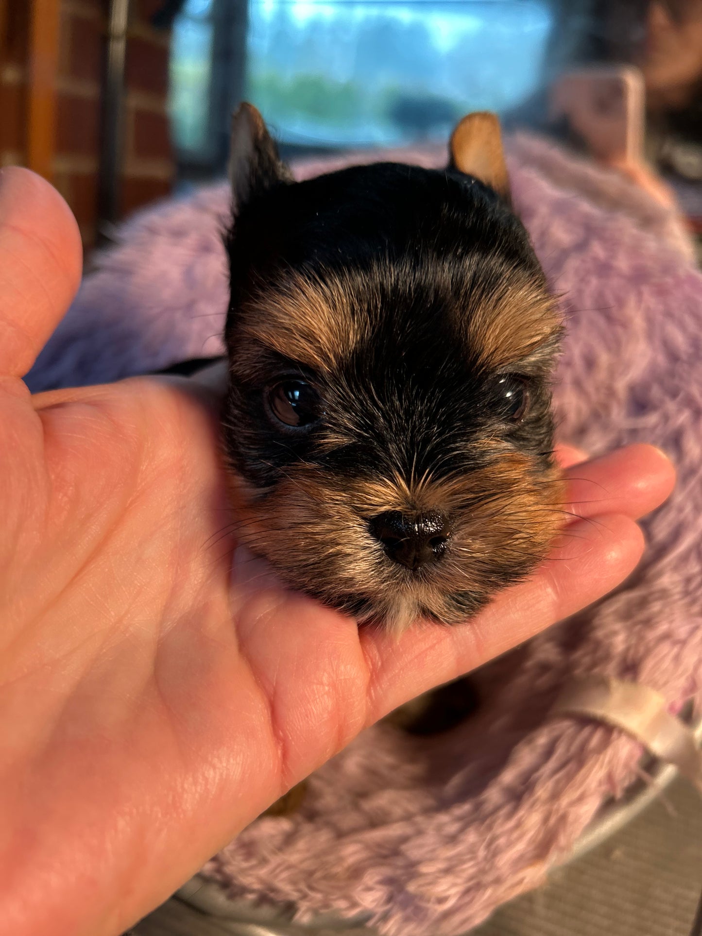 Baby Peanut - Adopted