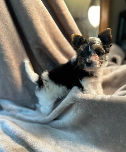 Coral - Adopted