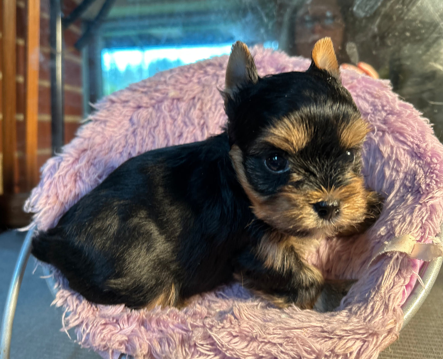 Baby Peanut - Adopted
