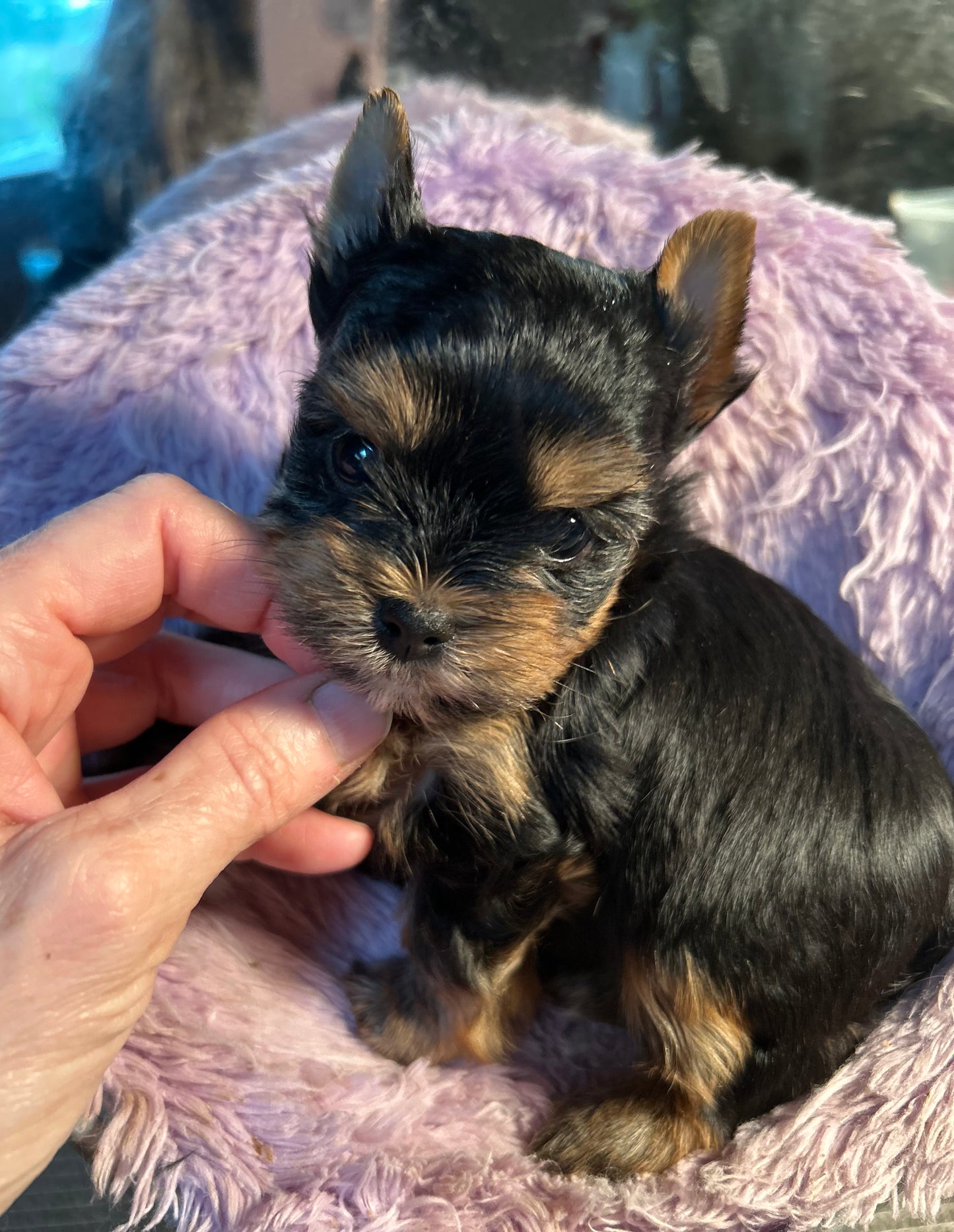 Baby Peanut - Adopted