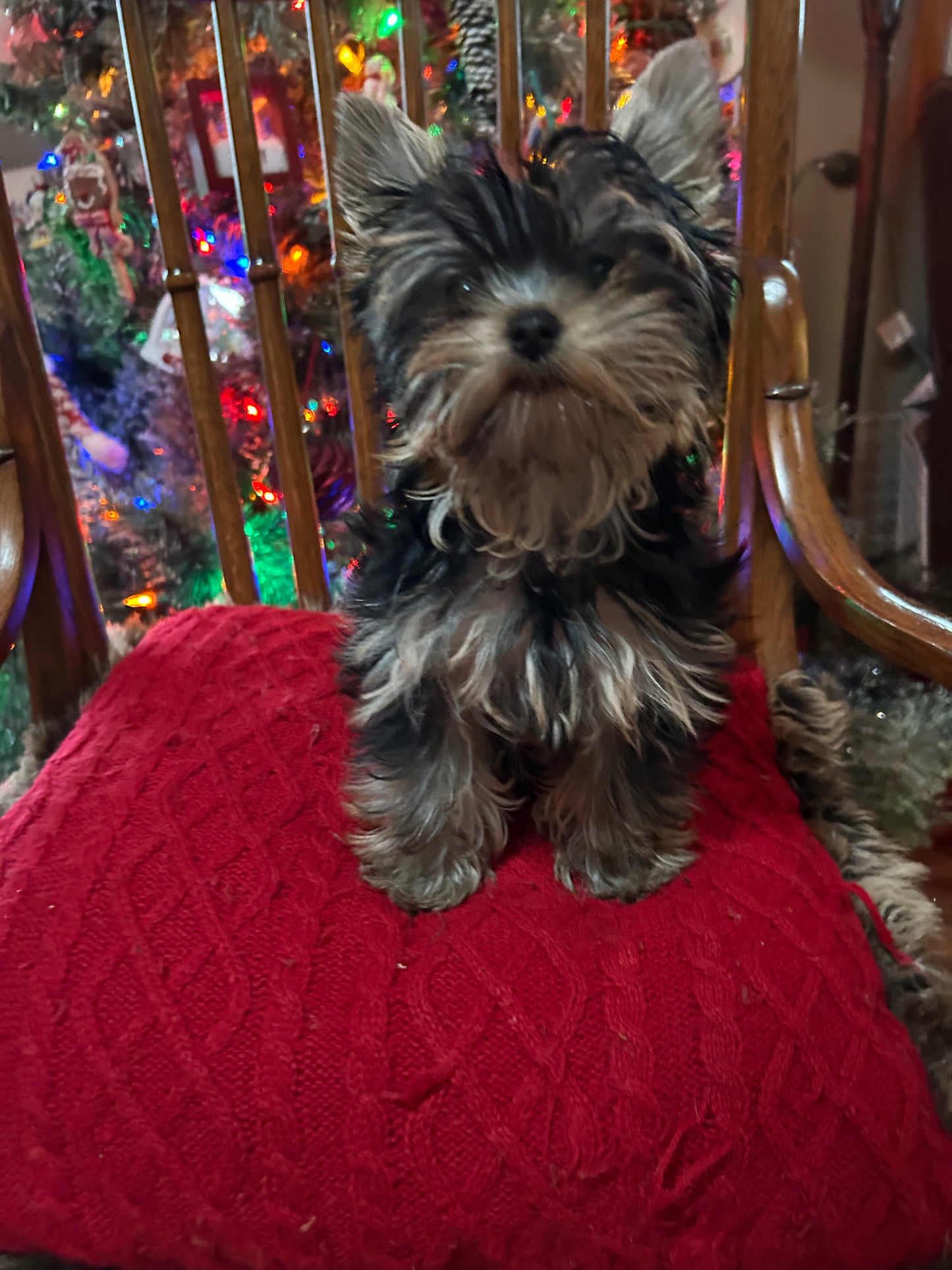 Lil Baby Trinket - Adopted