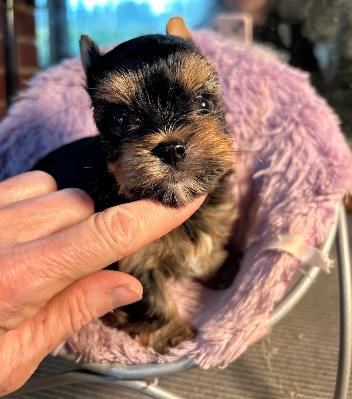Baby Peanut - Adopted