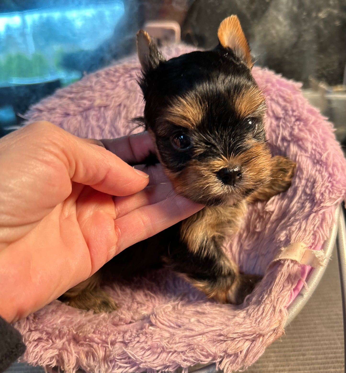 Baby Peanut - Adopted