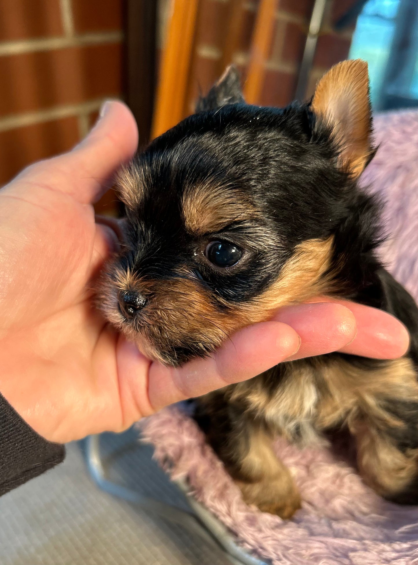 Baby Peanut - Adopted