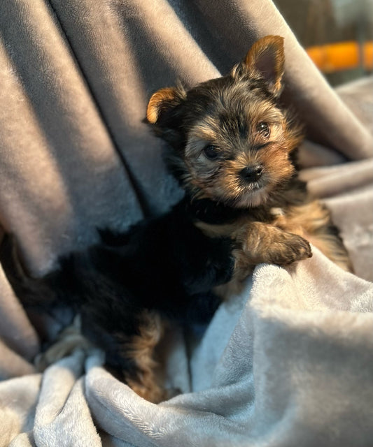 Lil Mighty Clarence - Adopted