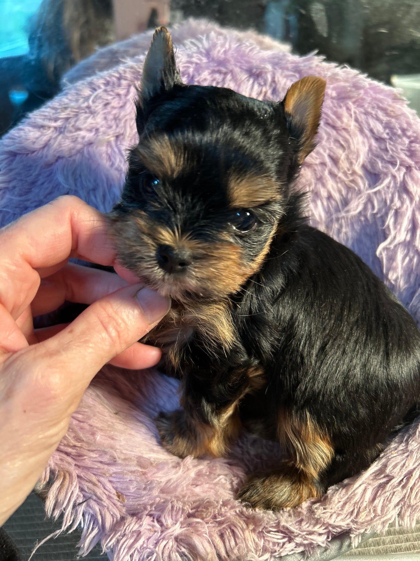 Baby Peanut - Adopted