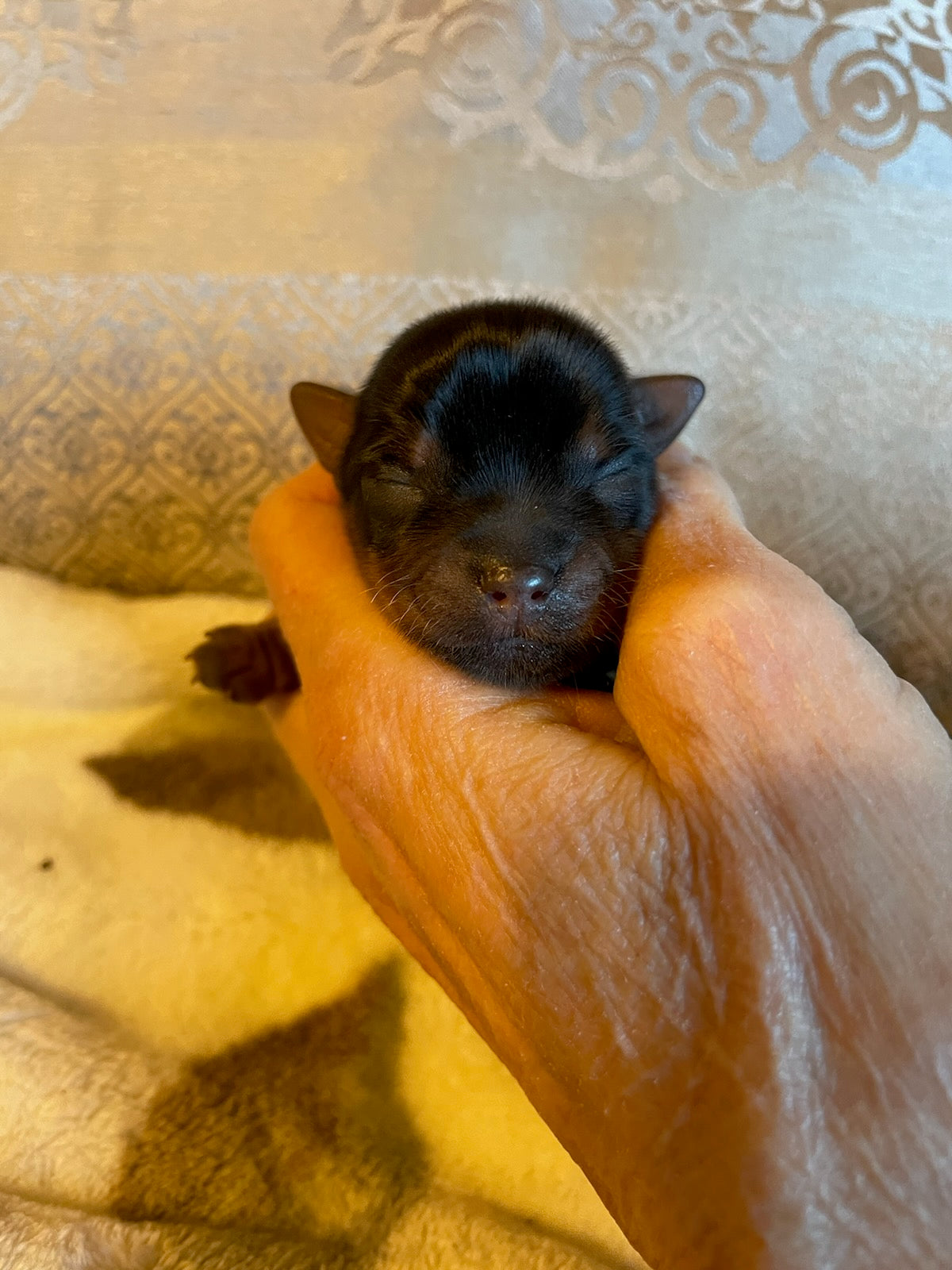 Thomas - Adopted