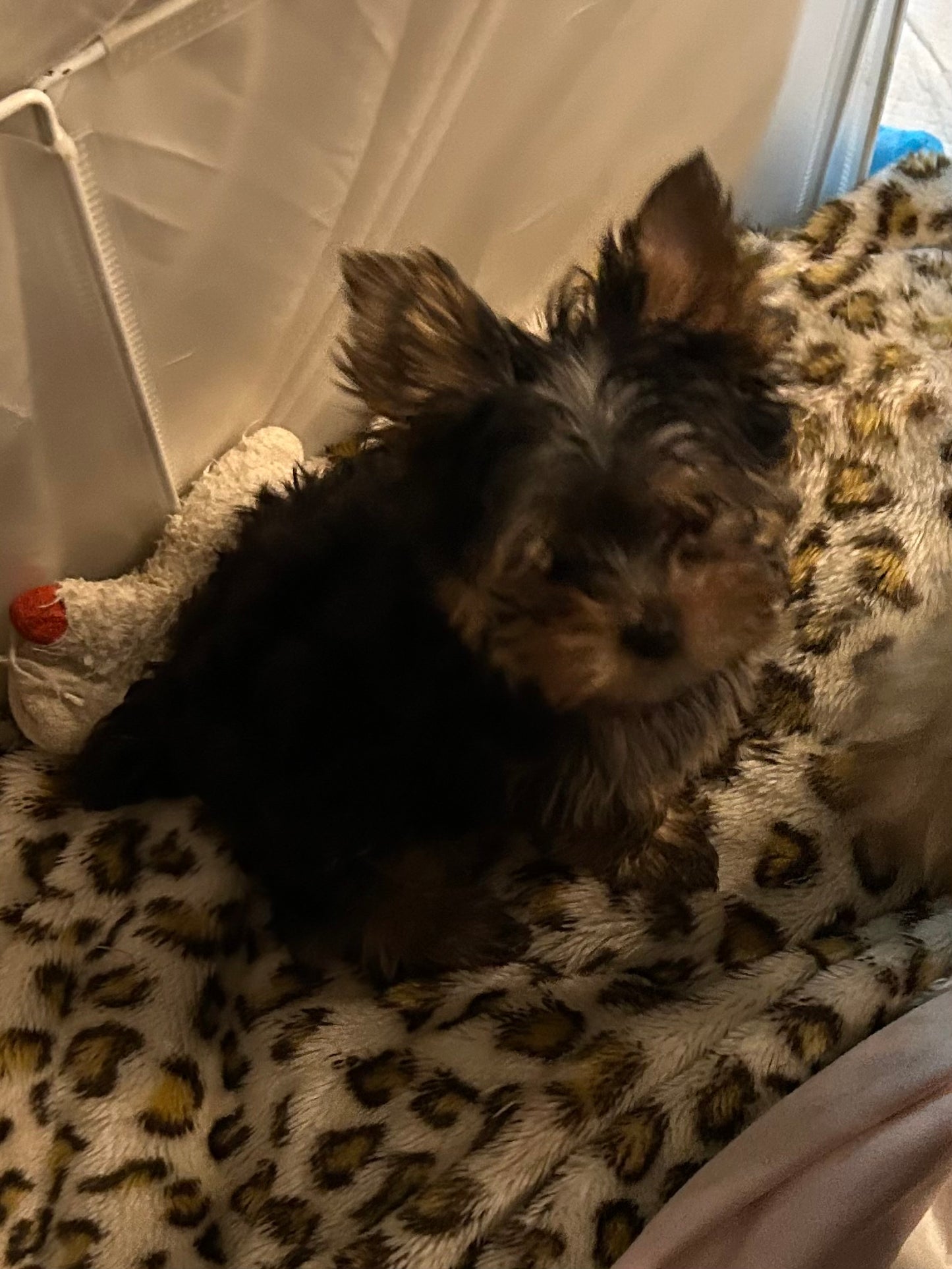 Duffy (Boy) -