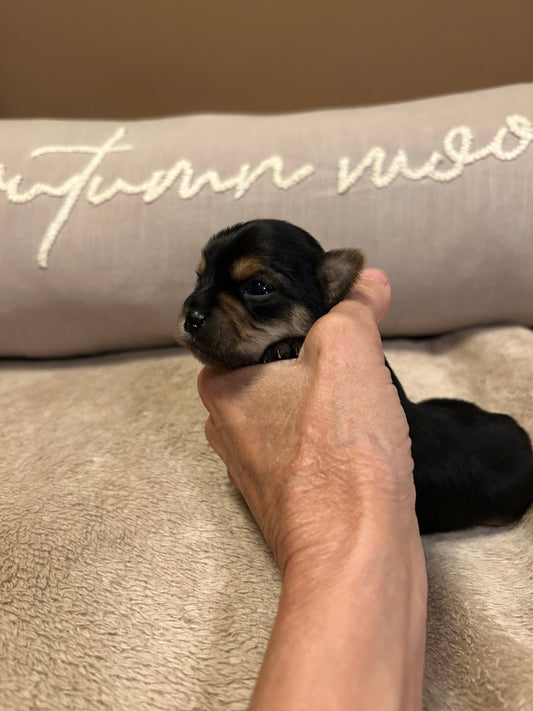 New baby Girl