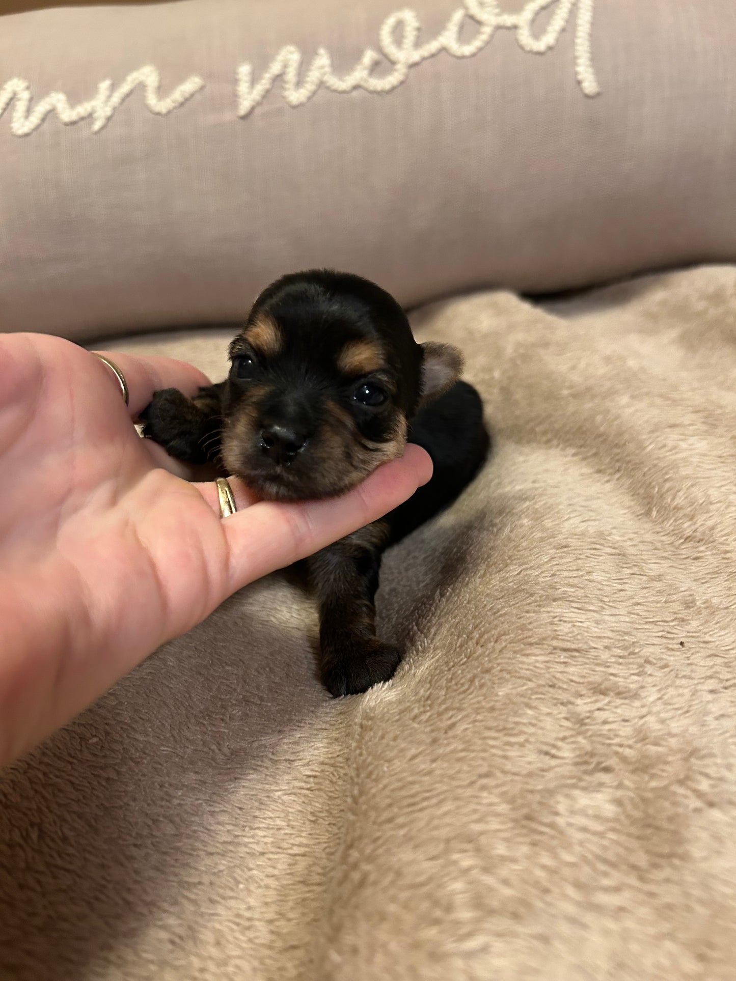 New baby Girl
