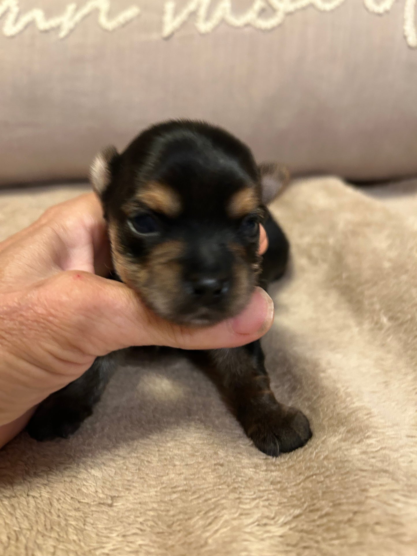 New baby Girl