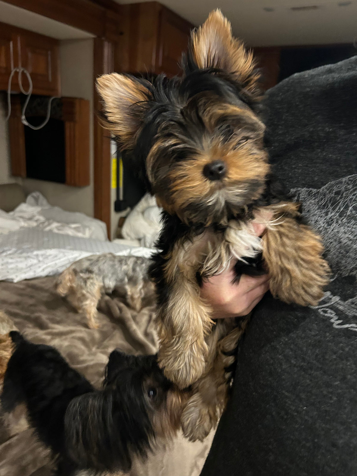 River (Boy) - Available