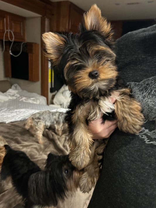 River (Boy) - Available