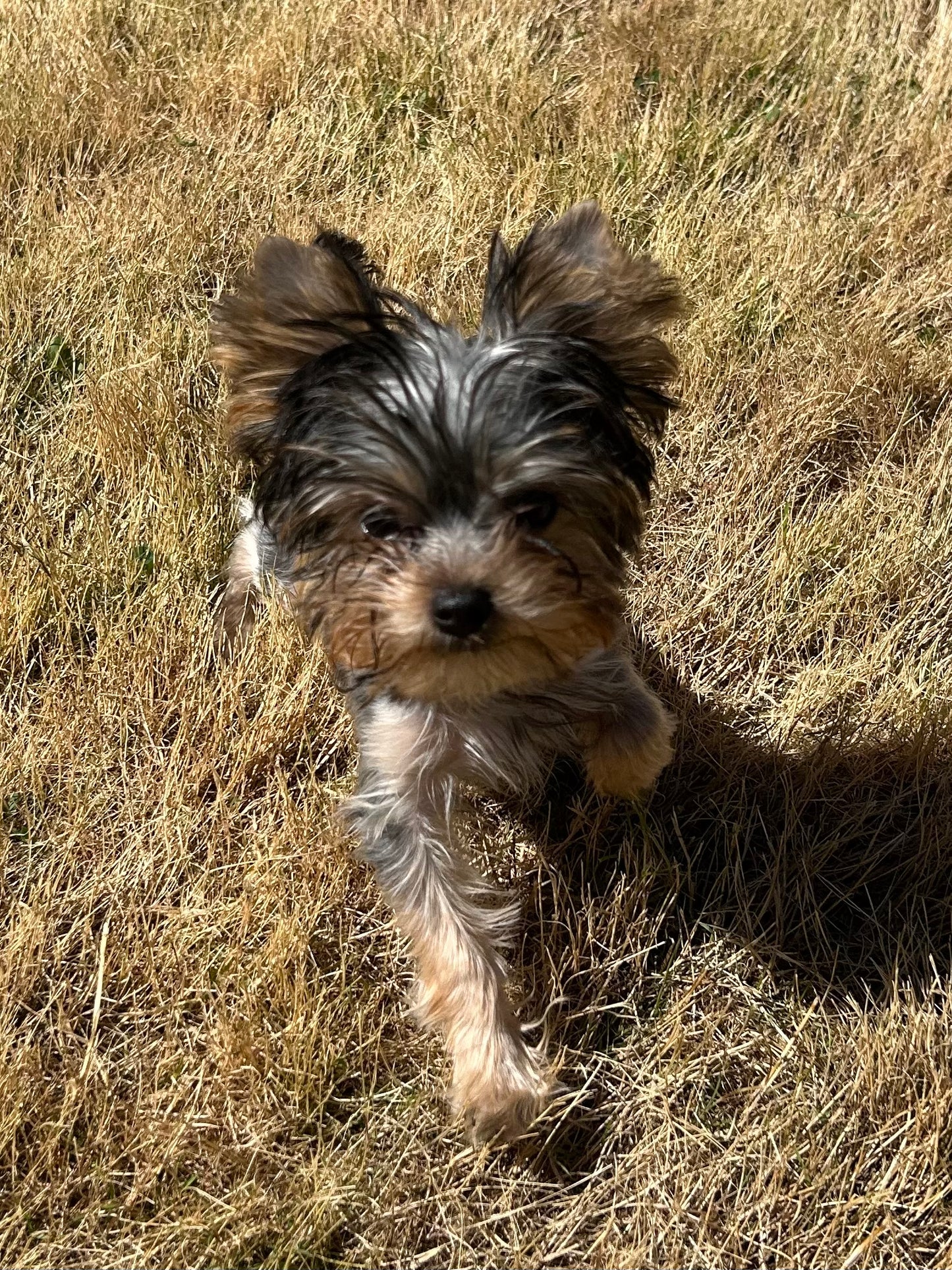 Duffy (Boy) -