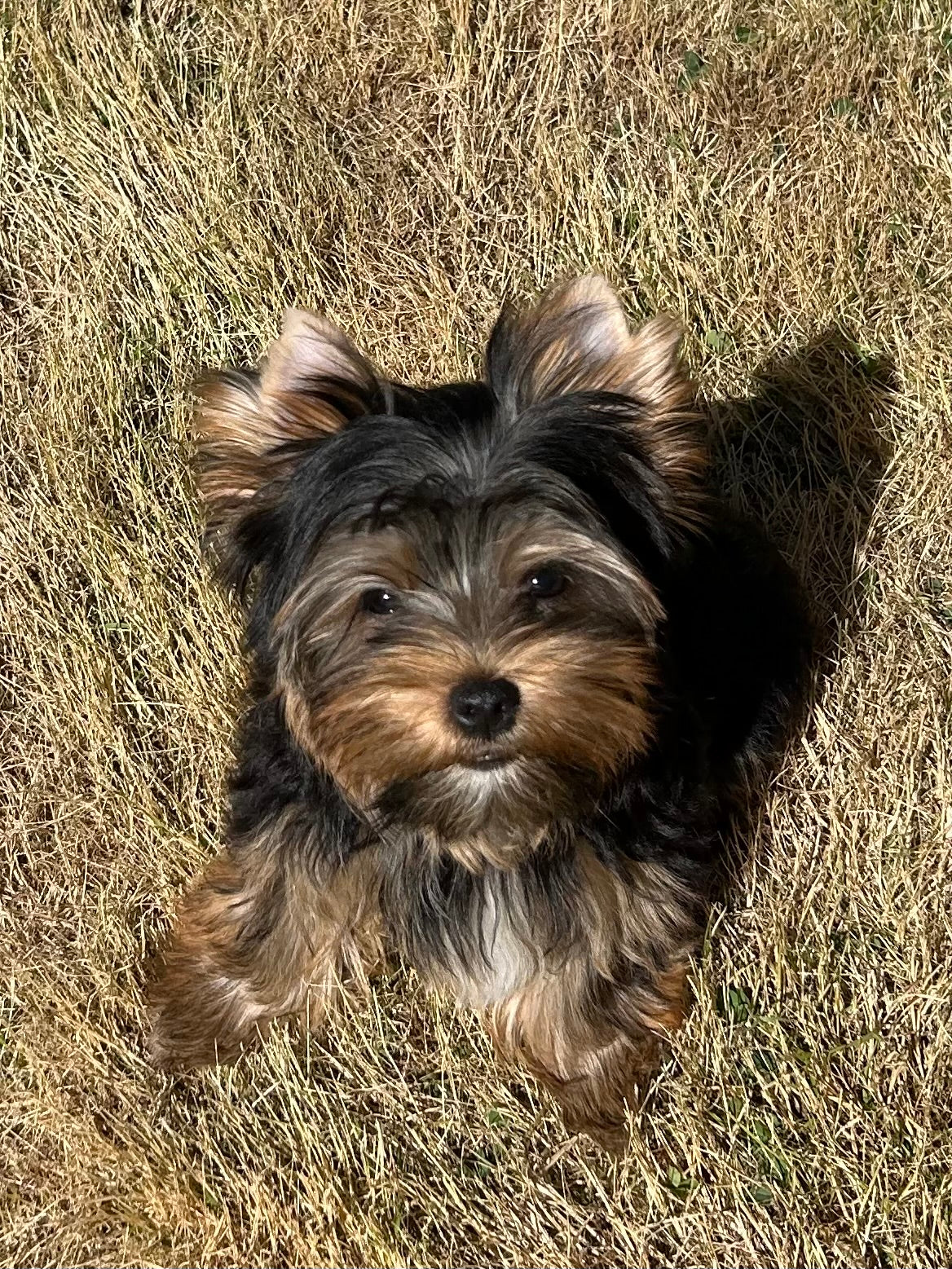 River (Boy) - Available