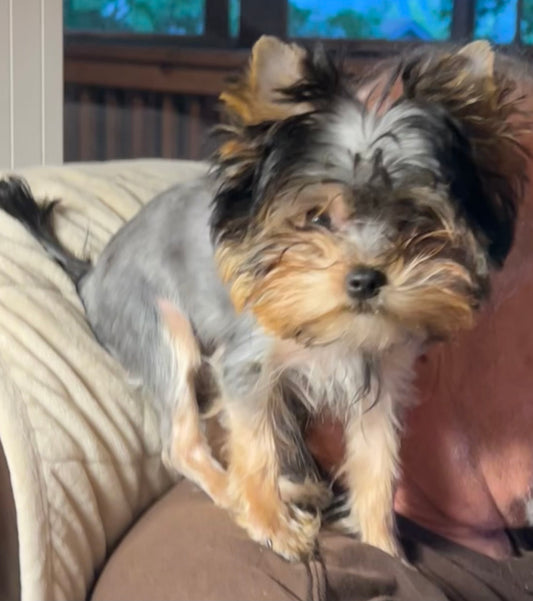 Duffy (Boy) -