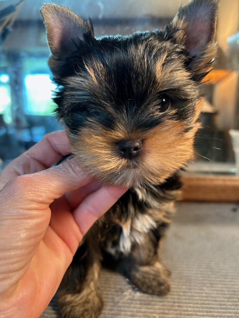 Bear (Male) - Adopted