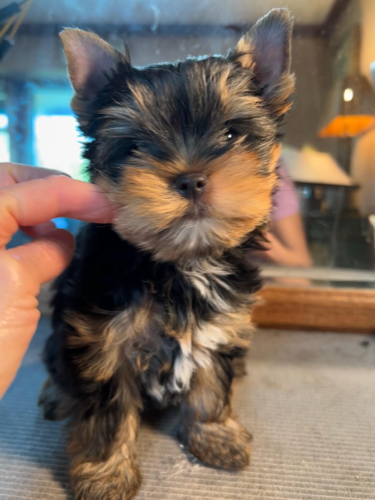 Bear (Male) - Adopted
